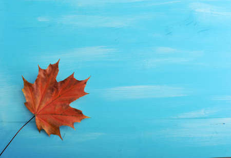 Single red Autumn maple leaf on a blue background - top view with place for textの写真素材