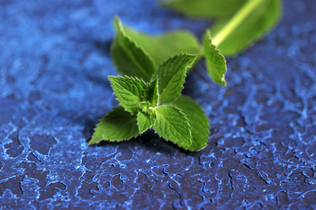mint leaves on a blue background closeup - selective focus, shallow DOF, copy spaceの写真素材