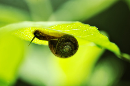snail on a green leaf - blurred focusの写真素材