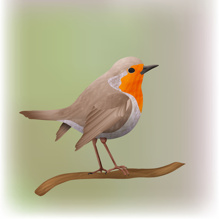 Robin bird vector illustrationのイラスト素材