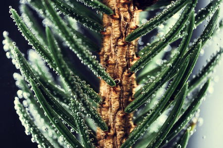 background of spruce branches - close-upの写真素材