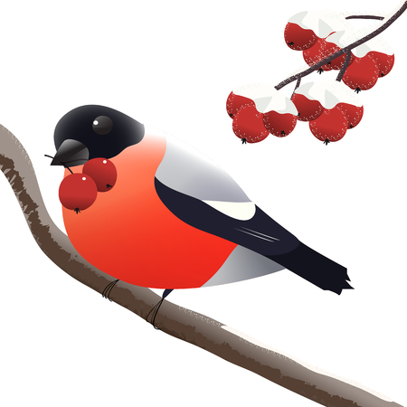 bullfinch on a branch with a Rowan in its beak - vector illustrationの写真素材