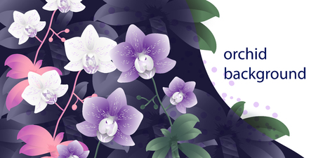 background with orchids - vector illustrationのイラスト素材
