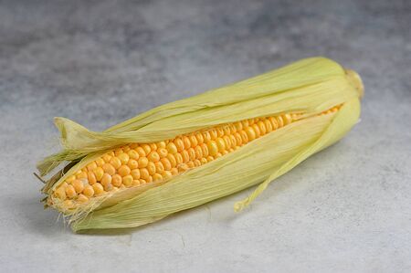 autumn harvest - ear of corn on a gray backgroundの写真素材