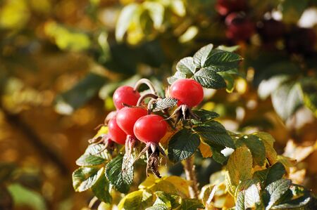 red rosehip fruit - autumn shrub with red berriesÐ¼Ð¼Ð¼Ð¼の写真素材