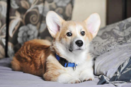 cute pembroke welsh corgi dogの写真素材