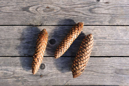 fir cones on a gray wooden background - top viewの写真素材