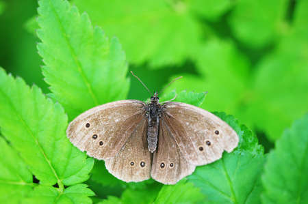 brown butterfly with spread wings sits on the green grassの写真素材