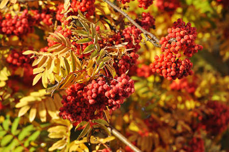 bunches of red mountain ash with autumn leaves - harvest time