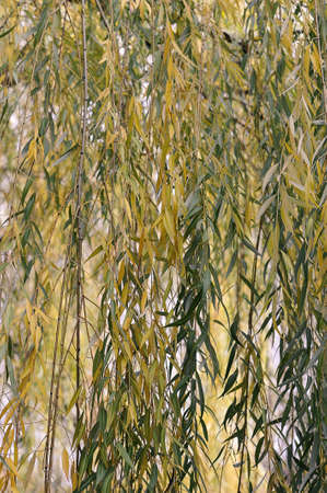 autumn background of yellow and green leaves of weeping willowの写真素材