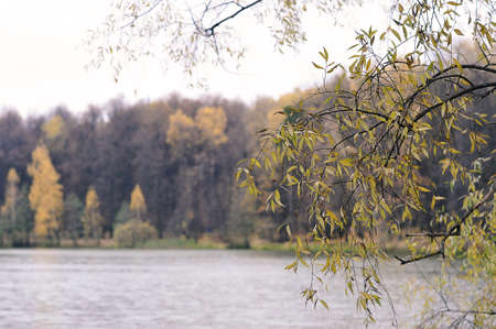 calm autumn park with fallen leaves and pond - autumn landscapeの写真素材