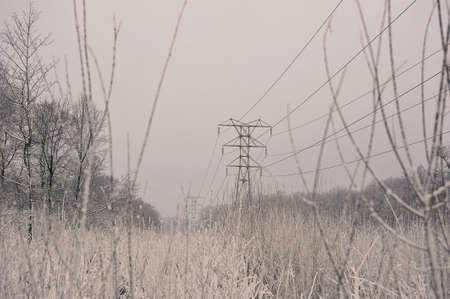 snow-covered trees and a power line nearby - in snow and frostの写真素材