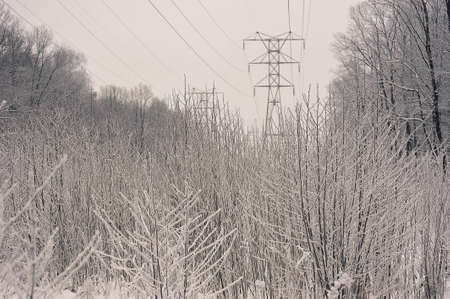 snow-covered trees and a power line nearby - in snow and frostの写真素材