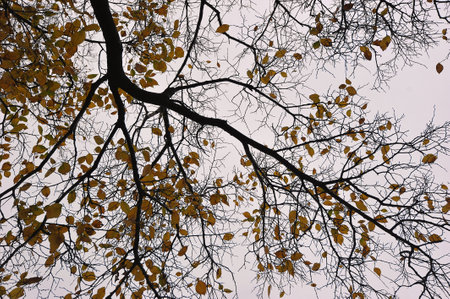 autumn landscape - yellow leaves on a background of bare branches