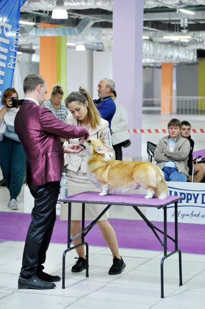 Moscow, Russia - September 04 2022: a judge examines a Welsh corgi dog at a dog show in Moscowのeditorial素材