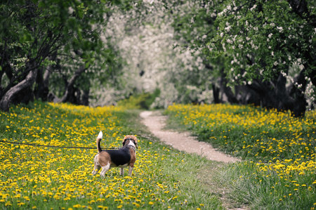 dog on a leash walks in an apple orchardのeditorial素材