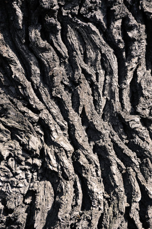 Abstract background - tree bark close-upの写真素材