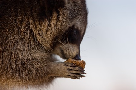 Racoon having lunch in the snowの写真素材