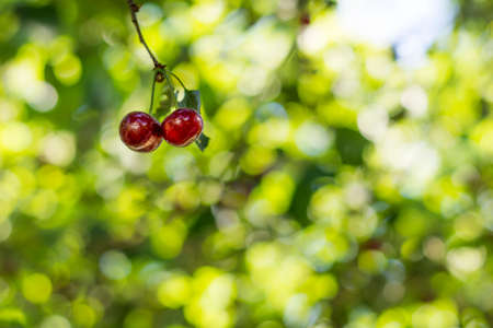 Ripe cherry berry on a background of foliage. Background. Bokeh. Copyspaceの写真素材