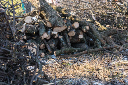 Gardening Pruning fruit trees in winter. A pile of brushwood, small branches.の写真素材