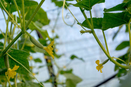 Cucumbers growing in the greenhouse. Flowers and cucumber ovaries. Gherkin, pickles. Close-up.