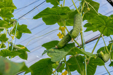 Cucumbers growing in the greenhouse. Flowers and cucumber ovaries. Gherkin, pickles. Close-up.の写真素材