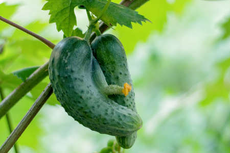 Cucumbers growing in the greenhouse. Flowers and cucumber ovaries. Gherkin, pickles. Close-up.の写真素材