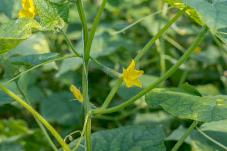 Cucumbers growing in the greenhouse. Flowers and cucumber ovaries. Gherkin, pickles. Close-up.の写真素材