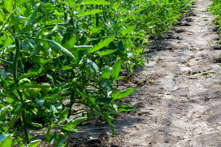 Bushes of tomatoes in rows in a greenhouse. Growing in a greenhouse in spring.の写真素材