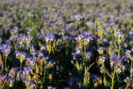 Phacelia, herbaceous bush of the family, honey plant, green manure. Close-up.の写真素材