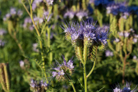 Phacelia, herbaceous bush of the family, honey plant, green manure. Close-up.の写真素材