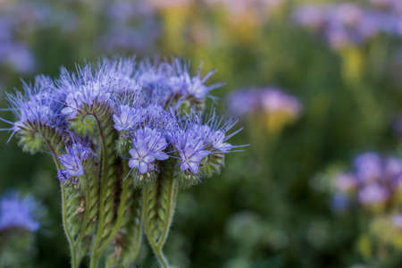 Phacelia, herbaceous bush of the family, honey plant, green manure. Close-up.の写真素材