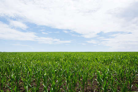 Blue sky with clouds. Agricultureの写真素材