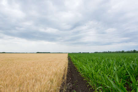 The field of fields with the grainy sky. Agriculture.Ukraineの写真素材