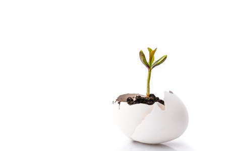A small sprout of a tree or plant on a white background. Isolated object, creative idea, concept, copy space.の写真素材