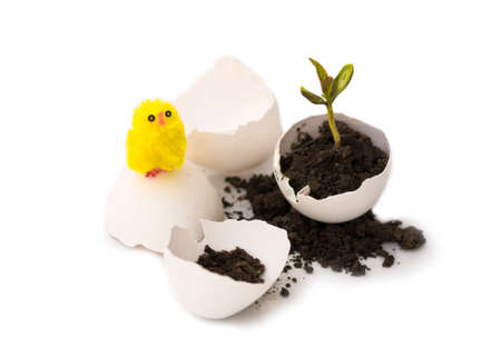 It is a small sprout on a white background, an isolated object. Creative idea, copy space, place for text.の写真素材