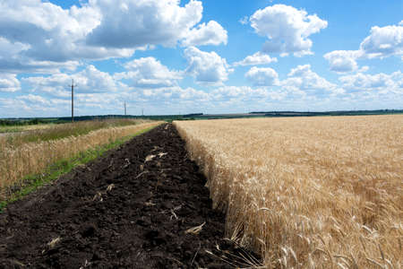 There is a field of grain, with a field of grain. Agriculture. Ukraineの写真素材