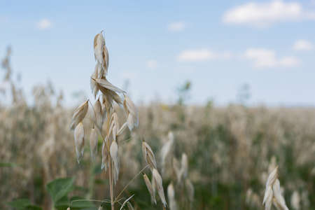 Field of growing oats in summer. Oats that grow. Close-up, Copy spaceの写真素材