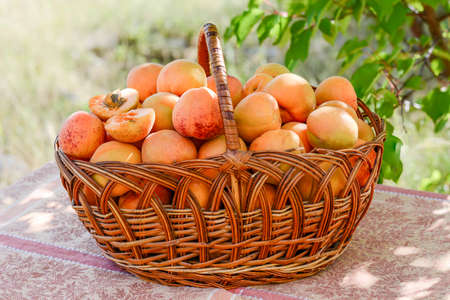 Apricot harvest in the basket.の写真素材