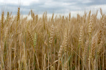 The field of ripening grain, barley, rye or wheat in the summer. Agrarian culture of Ukraine