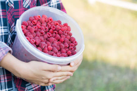 A girl is holding a bottle of fresh raspberries. Summer food, vitamins. Summer background.