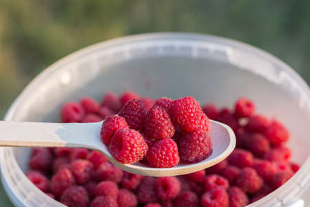 Ripe, fragrant raspberries and raspberries. Close-up, top view. Flat Lay, Copy space, space for...