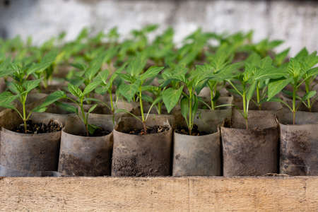 Growing pepper seedlings. Small sprouts of pepper seedlings growing in a greenhouse.の写真素材