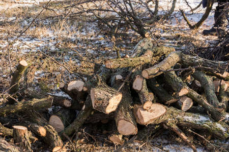 Gardening Pruning fruit trees in winter. A pile of firewood, biofuels.