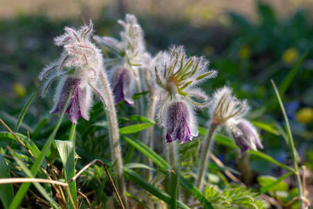 Spring flowers Pulsatilla patens (sleep-grass) with dew drops close-up, medicinal poisonous plant....