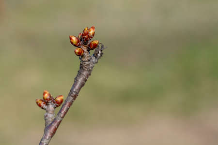 Branch with sweet cherry buds close-up on a green background. Orchard, gardening of Ukraine, place...