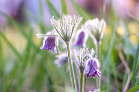 Spring flowers Pulsatilla patens (sleep-grass) close-up on a blurred bright background, medicinal poisonous plant. Space for text. Copy space.の写真素材