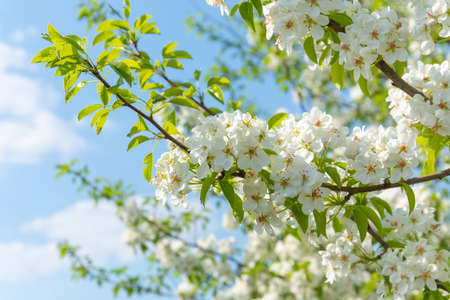 Spring floral background, white flowers of pear, blooming garden, gardening. Space for text. Copy...