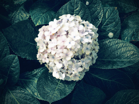 flowerの写真素材
