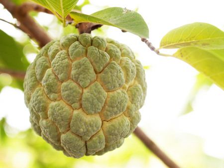 custard apple 